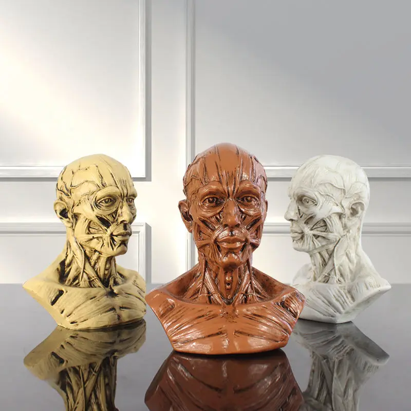 5Kinds Of Human Muscle Skeleton Head Model Muscle Head Skull Anatomy Sculpture Art Sketch Medical Learning Supplies DropSgipping