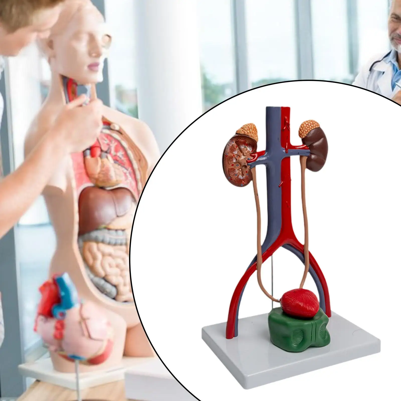 

Urogenital System Model Demonstration Model Renal Structural Model Experiment Educational Tool Teaching Supply for Class Gift