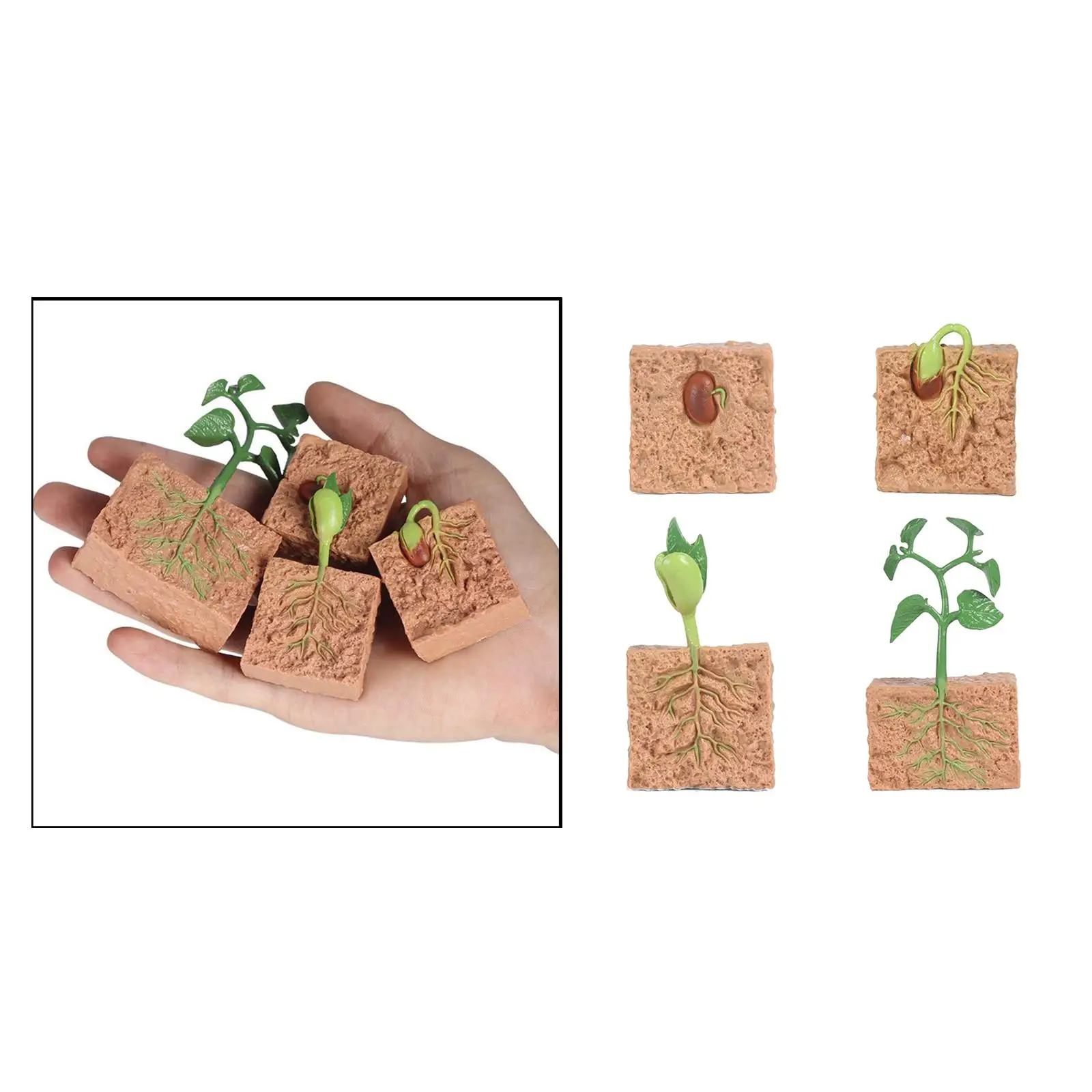 

3xKids Plant Soybeans Seeds Growth Life Cycle Model Biology Toys Teaching Aids