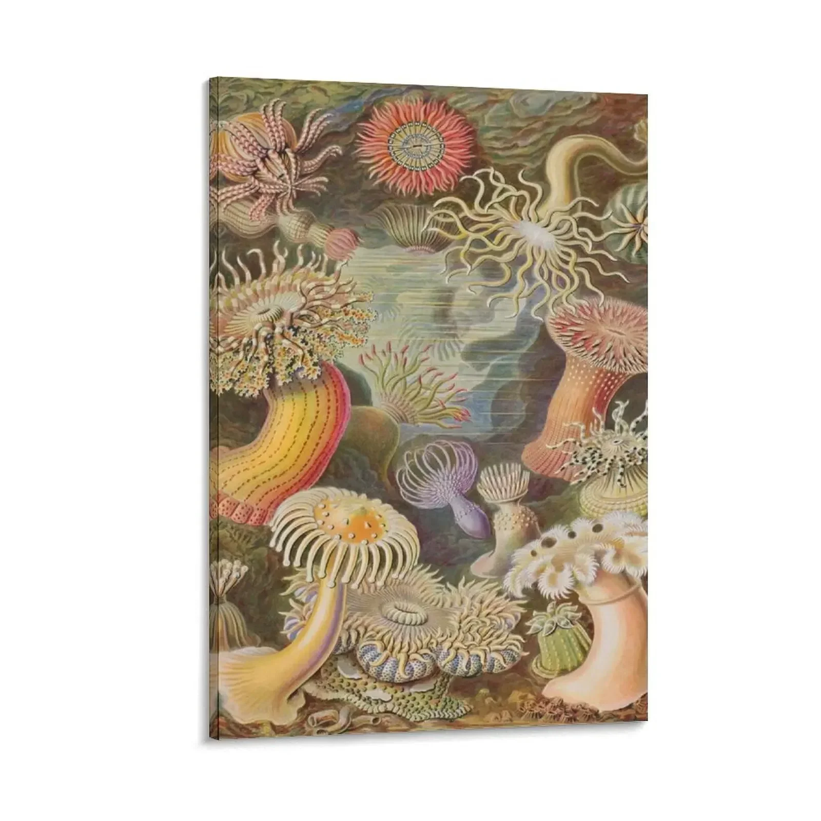 

Haeckel Actiniae Drawing Canvas Painting luxury home decor stickers & posters home decoration luxury