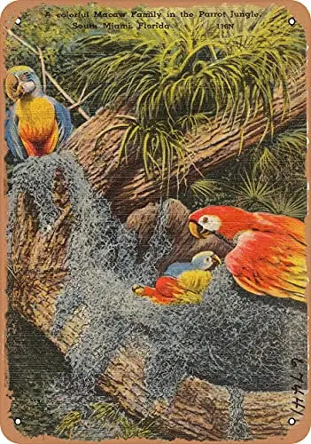 Metal Sign Florida Postcard - A Colorful Macaw Family in The Parrot Jungle, South Miami, Florida .jp - Vintage Rusty Look