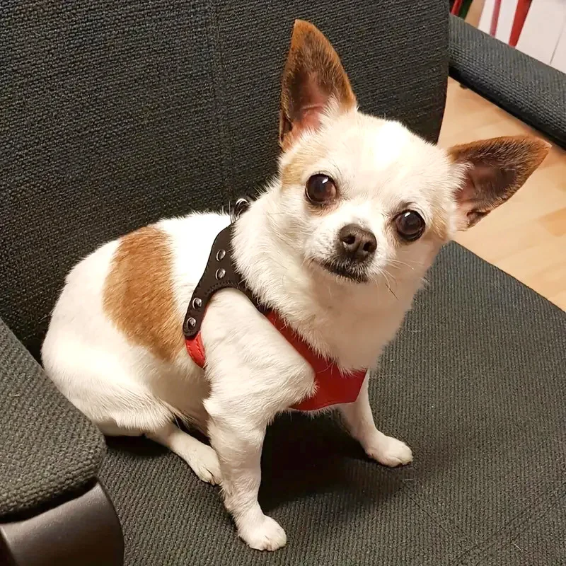 New Pet Dog Harness Soft Leather Dog Harness+ Leash Cute Glass Pattern Harness Attaching Strong Leash For Different Breeds S M L