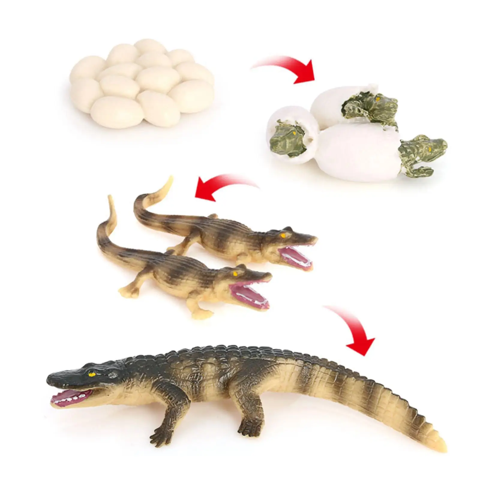 4 Stages Life Cycle of a Dragonfly, Plastic Toy Figure Painted Model