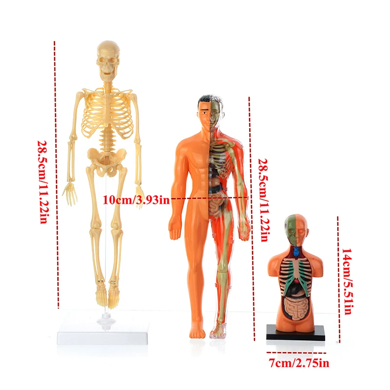1set Anatomy Model For Kids Human Torso Anatomy Model Removable Human Body Model ForMedical Student Educational Science Learning