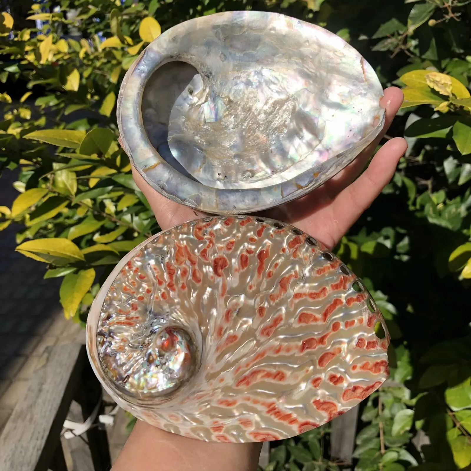 Abalone Shell, Natural Conch, Sage Burning Container, Jewelry Storage, Aquarium Scaping, Photo Prop Ornament view 6