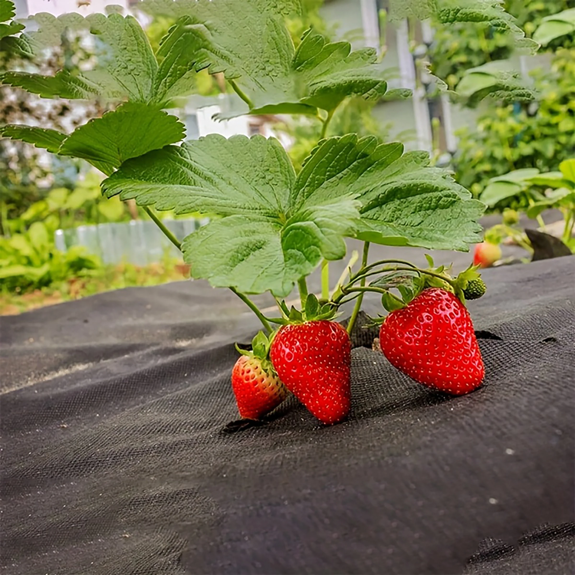 Open hole weed proof cloth -1x10 meters+10 U-shaped ground nails, suitable for weed control in gardens, farms, vegetables, etc. - Image 4