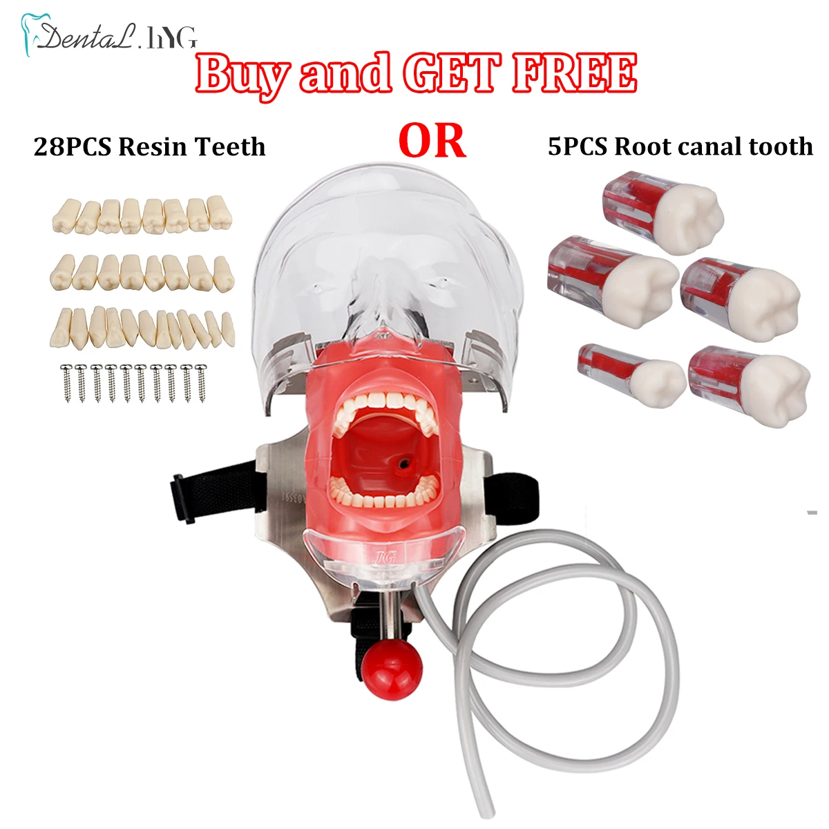 Simple Head Model Dental Simulator Phantom Head for Dentist Education Dentistry Teaching /TrainingHead Model Removable Teeth