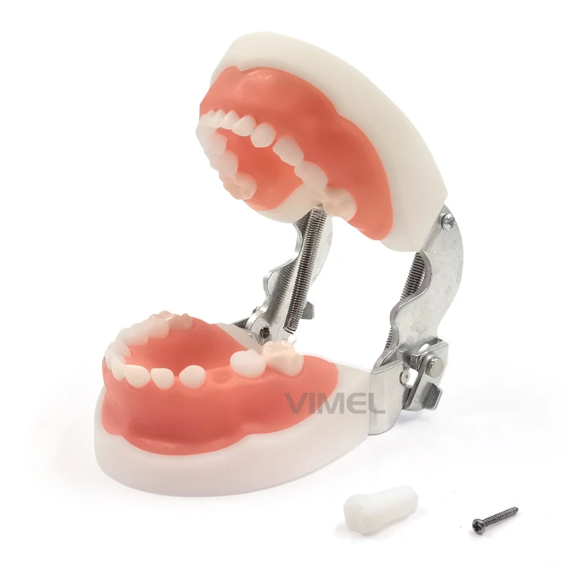 Oral Teeth Model For Dental Teaching Orthodontic Dentist Training Anatomical Oral Teeth Model Dental Typodont models