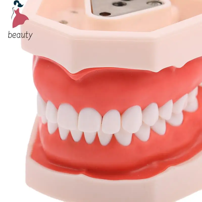 Modelo de dientes dentales de medicina, herramienta de estudio de enseñanza, dentista estándar, juguete de estudiante, 28