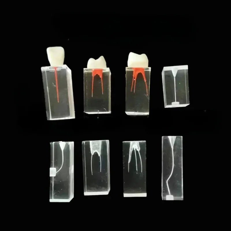 

Dental Resin Root Canal Practice Block Model Pulp Transparent Root Canal Preparation Filling Repair Root Canal Model