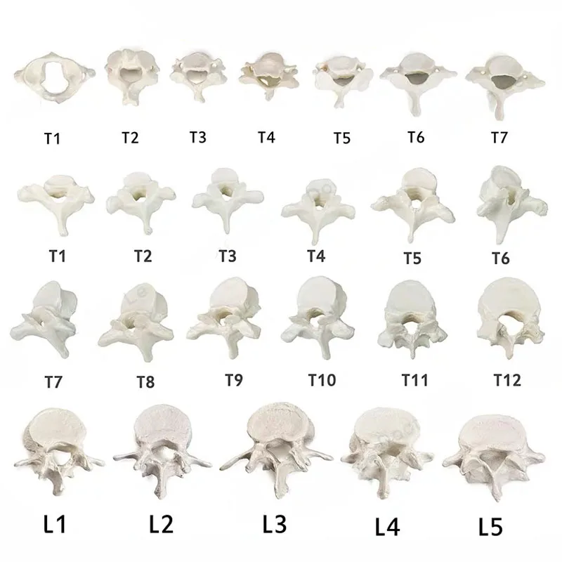 Wirbelsäulen modell menschliche anatomische Wirbelsäule Lendenwirbel Halswirbel Skelett Modell medizinische Lehre pädagogisches Werkzeug