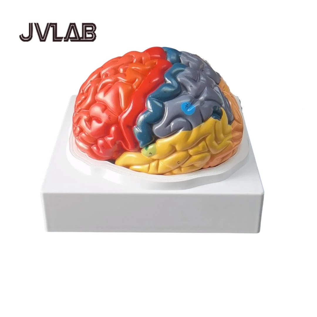

8-Part Brain Model - Color-Coded Functional Regions for Neuroanatomy Education Surgical Training JVLAB