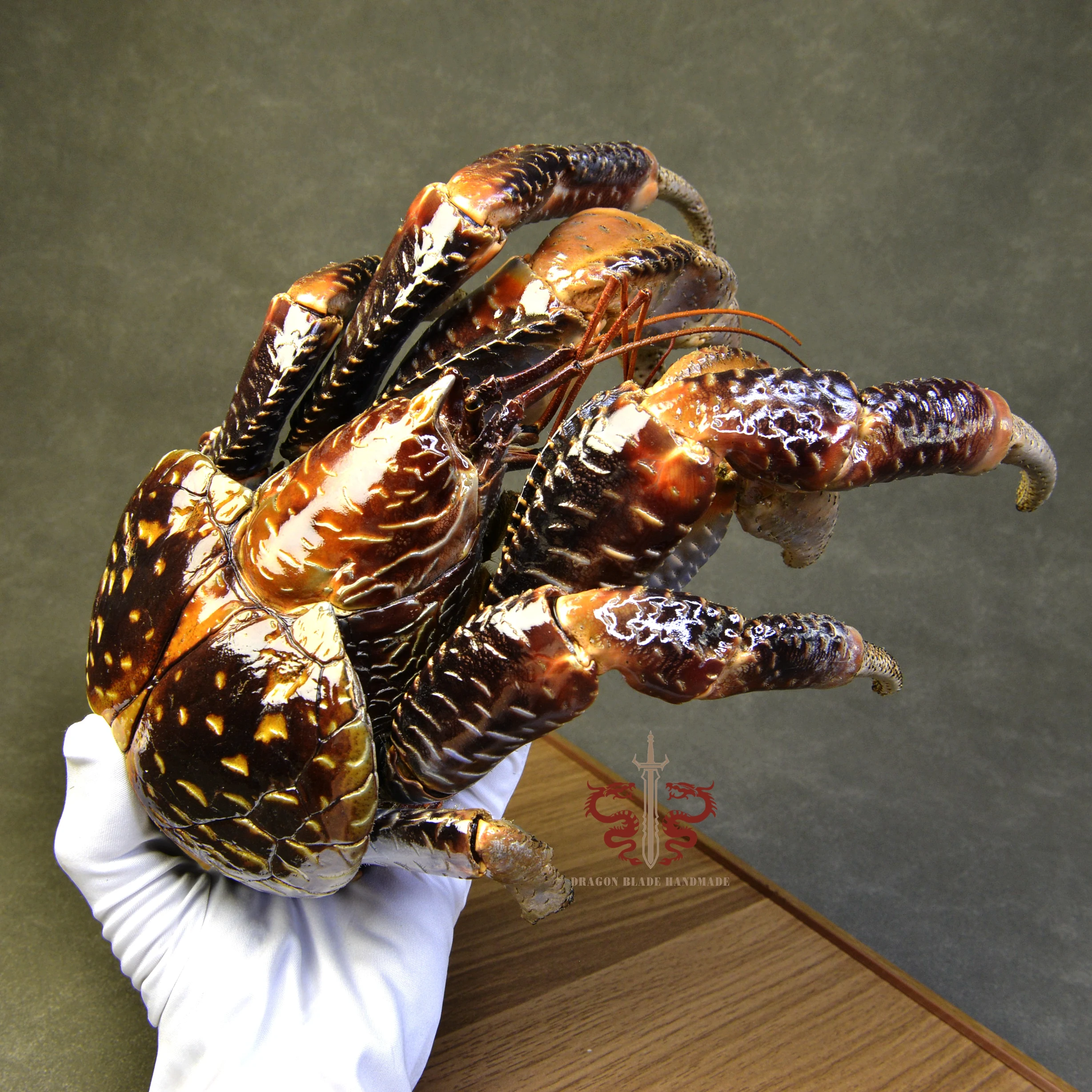 Crab specimen Giant Birgus latro, museum-quality taxidermy display box, Collection Home Decor Ornament Desk Decoration