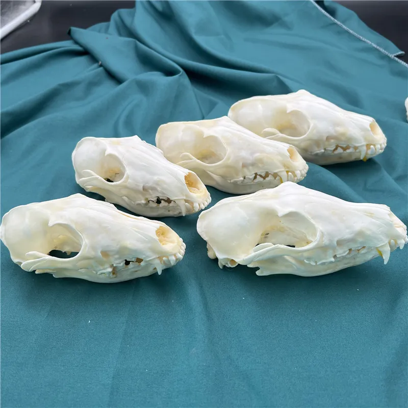 1/2/3/5/10 pcs Real Fox Skull taxidermy real bone skeleton Halloween decoration gift