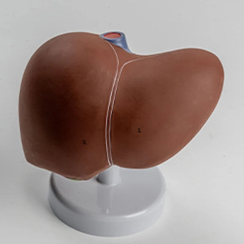 Liver Anatomy Model for Educational Training Aid, Anatomical Liver Model D5QC