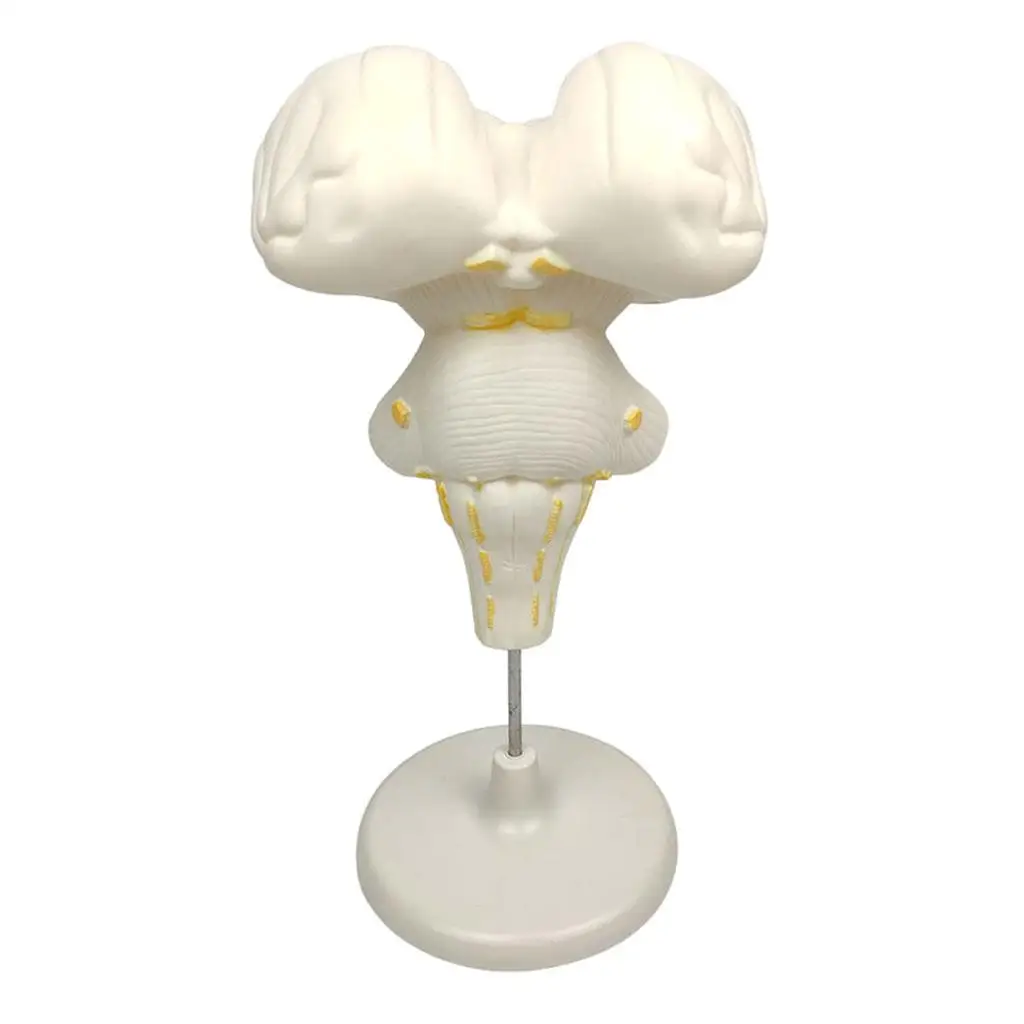 

Brainstem Structure Model for Educational Children Toys Kids Learning Materials Interactive Classroom Supplies Science Tools