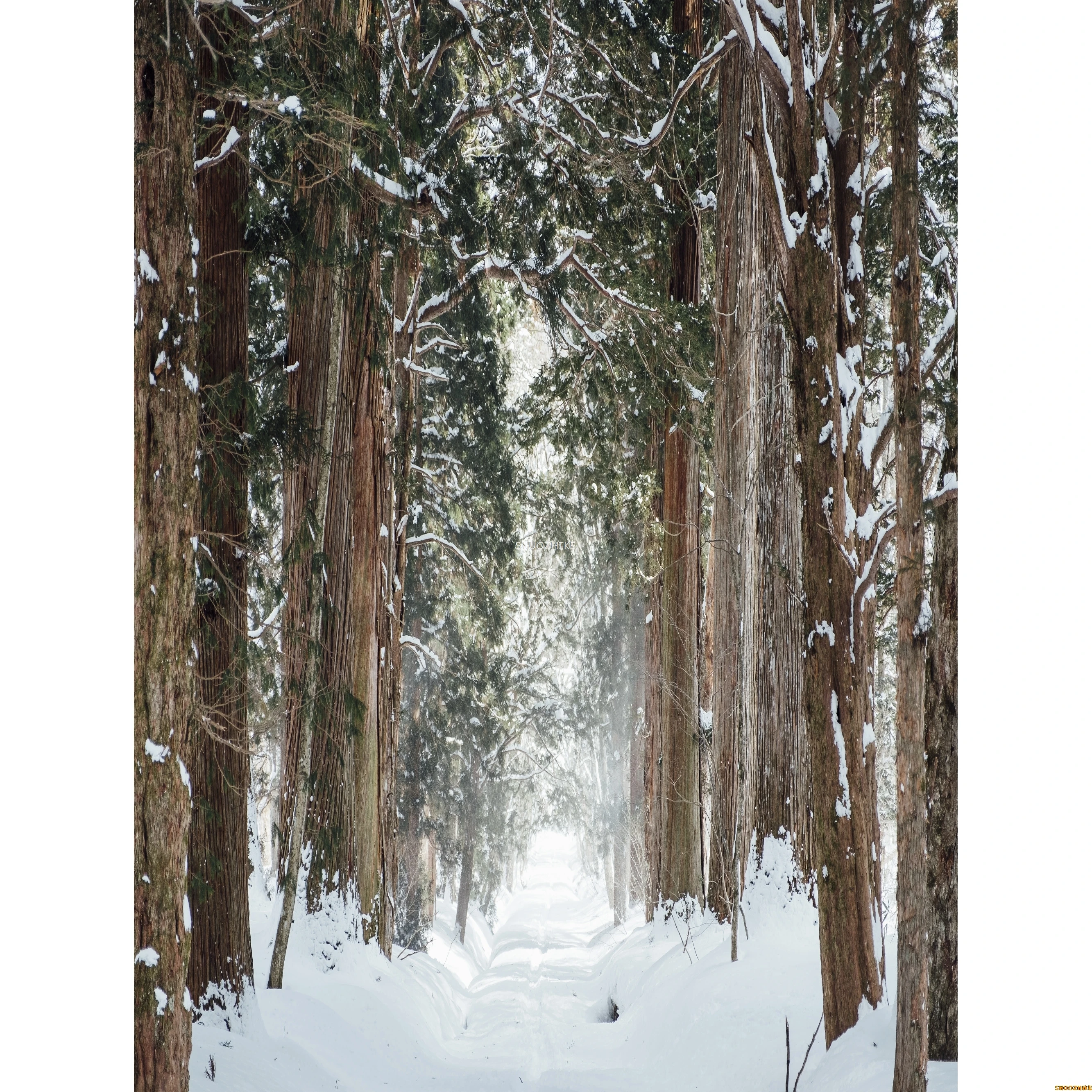 قطرات خلفية للتصوير الفوتوغرافي للغابات الشتوية ، طريق مغطى بالثلوج ، ندفات الثلج ، أشجار التنوب ، خلفية الصورة ،