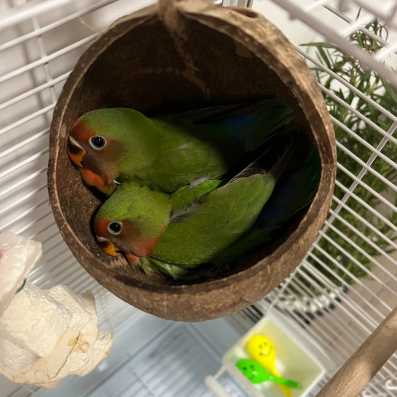 Thumbnail 4 - #19 Latest Bird Cage Ladders Offers
