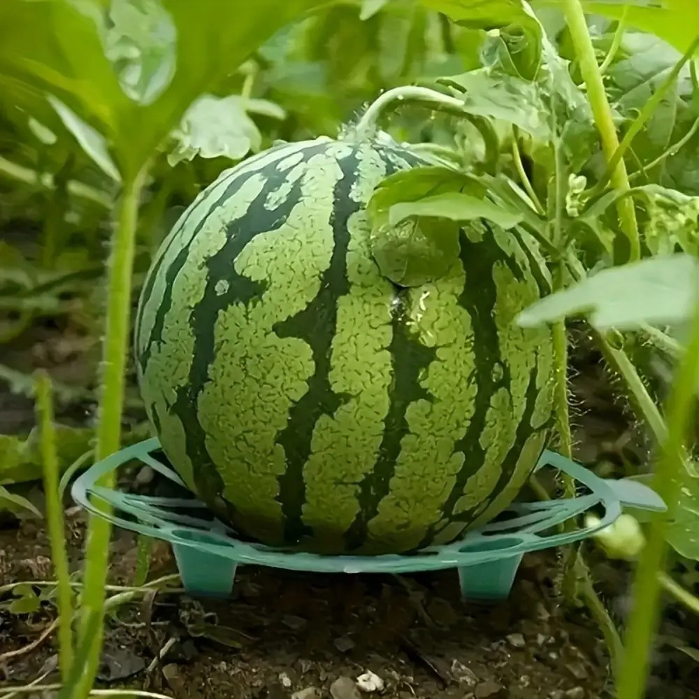 Breathable Plastic Watermelon Stand Stable Design Anti- Rotting Fruit Bracket Hollow Out Plant Support Fruit Tray Gardening Use
