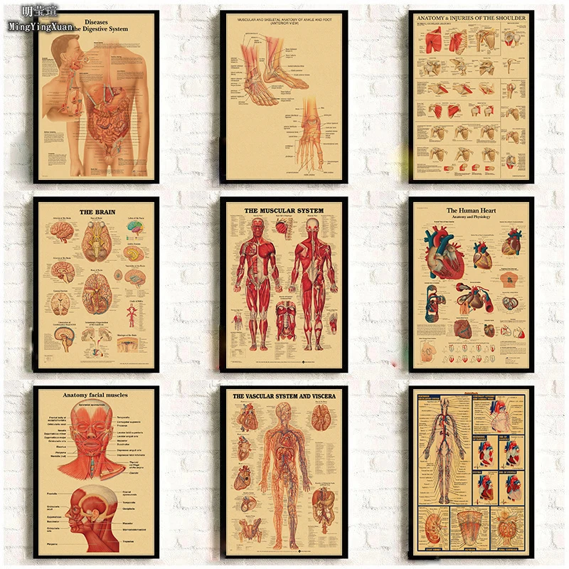 Anatomy and Physiology The Body Structure Poster Skeleton Retro Kraft Paper Sticker Vintage Room Medical Decor Art Wall Painting