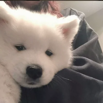 Utilizzato per serbatoio FS 1/8, SHARKS, Cheetah, parti di automobili RC Braccio inferiore aggiornato in metallo