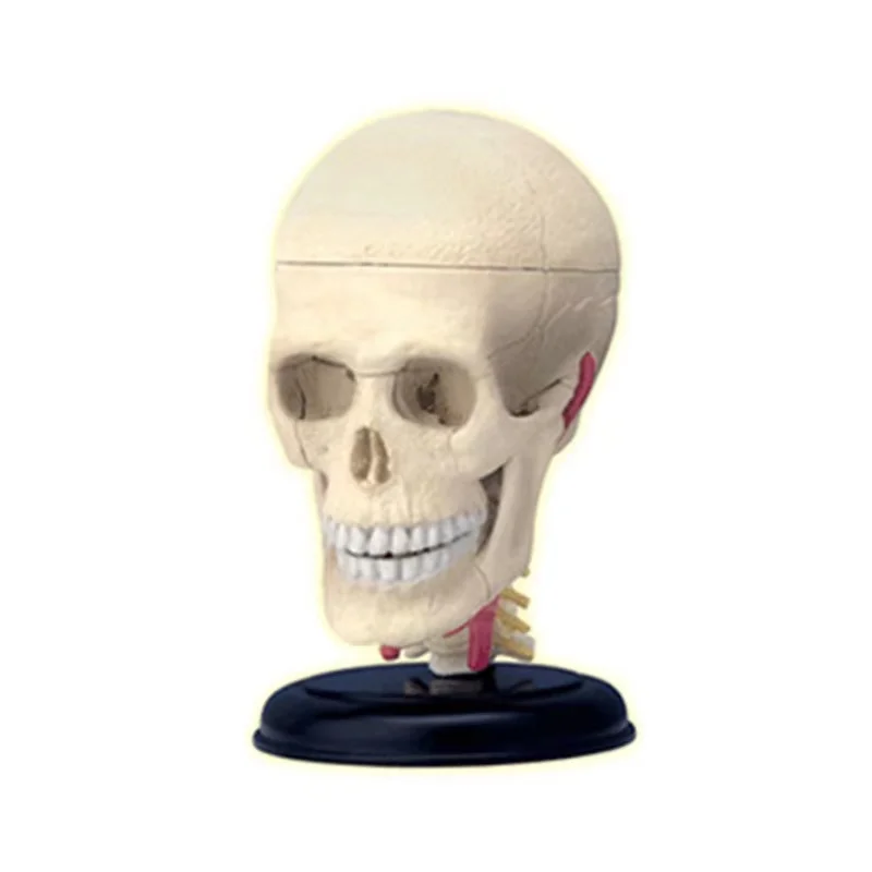 4d  Skull Human Anatomical  Anatomy Model Replica  Skull Bone Brain  Body Organs Model Medical Supplies and Equipment