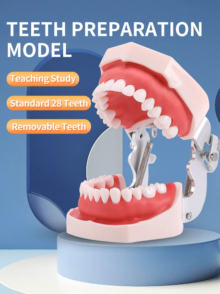 28 Teeth Dental Teaching Model Soft Gum Resin Typodont Teeth Model for Dentist Practice Studying Tool Dental Demonstration Model
