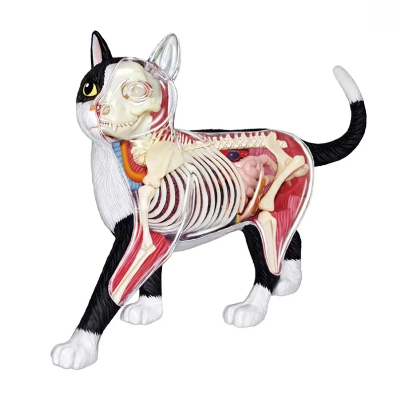 New 4D Vision Black White Cat Anatomy Model 28 Parts Detachable Organ Heart Skeleton Lung Anatomical Medical Teaching Supplies