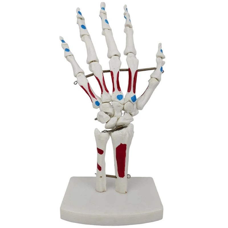 Skeleton Hand Model Hand Joint Model Palmar Bones Anatomy Muscle Model With Wrist, Ulna, Hinged Hand Bones