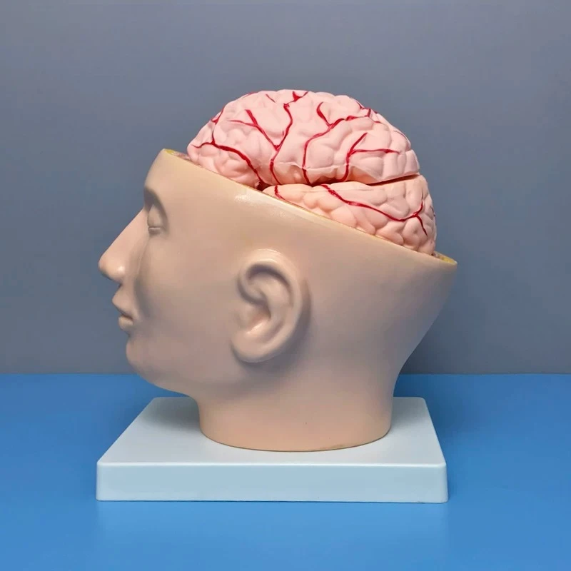 Human Craniocerebral Model Head with Cerebral Artery Distribution Cerebellum Detachable Intracranial Anatomy Teaching