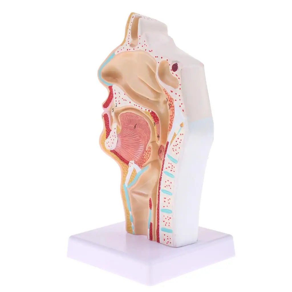 Laboratório de exibição de ensino de modelo de cavidade laríngea oral nasal humana 1:1