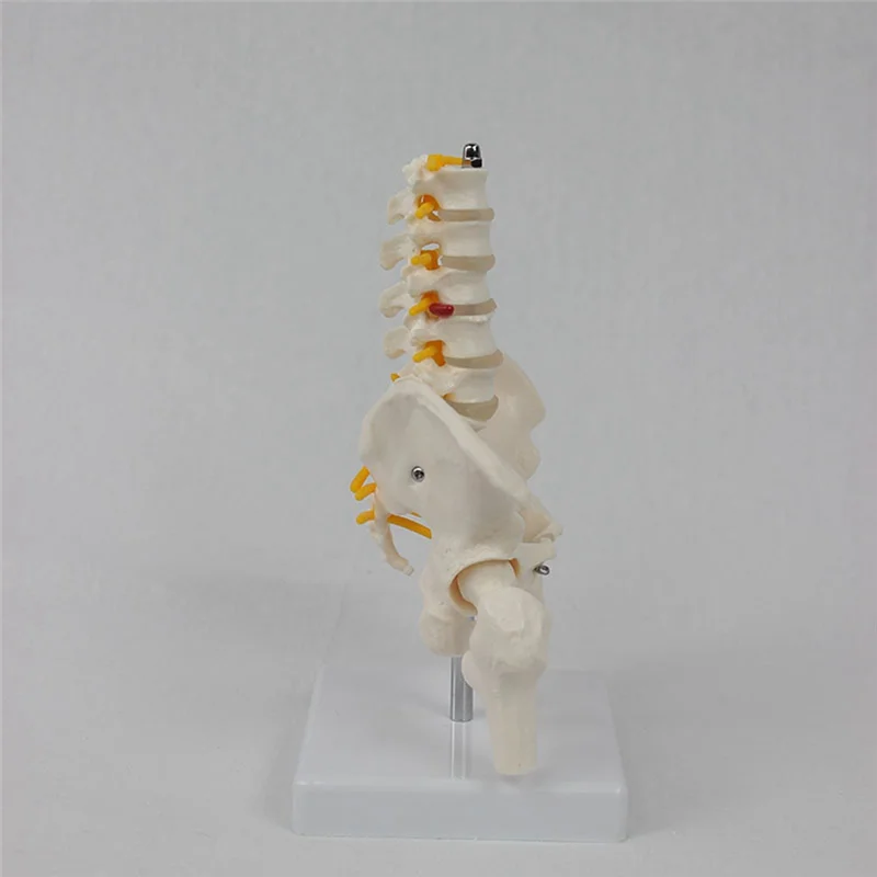 

EDT-Human Lumbar Vertebra Model Female Pelvis Model Hip Female Anatomy Model Bone Pelvic Anatomical Models 1/2 Life Size