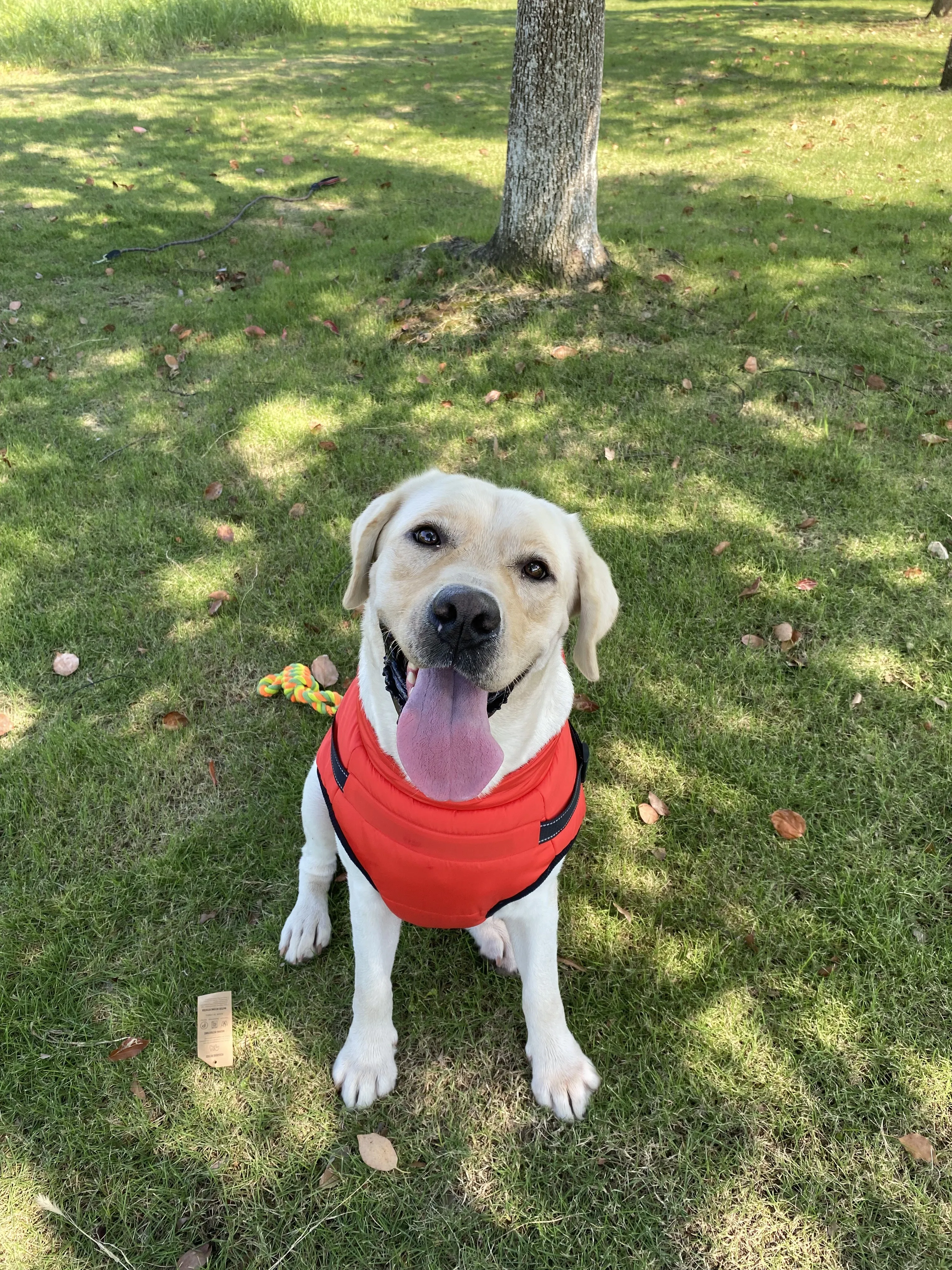 Thumbnail 2 - #17 Latest Pet Harnesses Updates