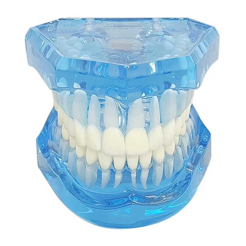 Transparent Dental Model Standard Teeth Typodont Jaw Model Training Dentistry Practice Studying Demonstration Tools