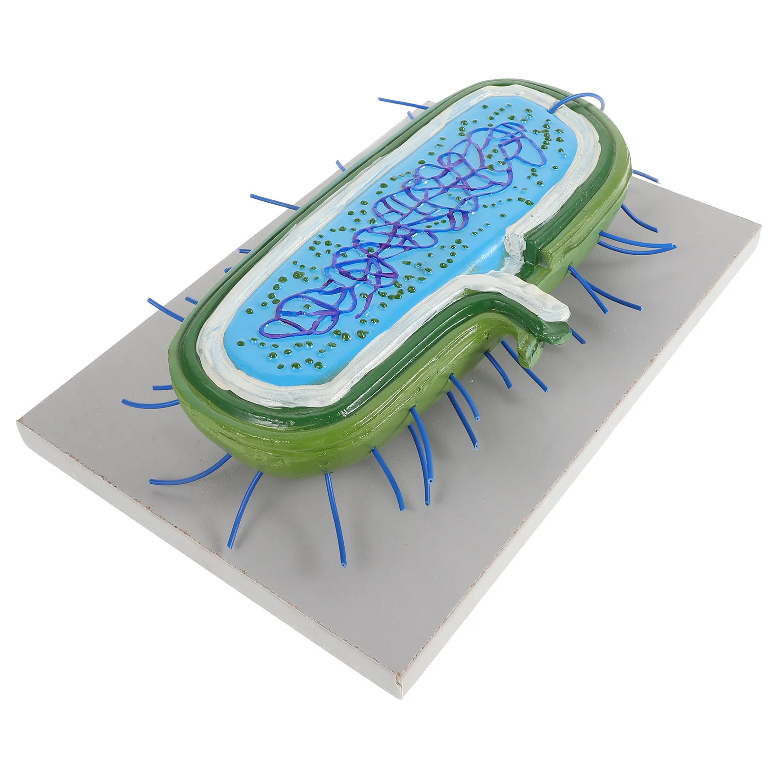 

3D Microbial Cell Teaching Tool Visualization Scientific Classroom Display Bacteria Anatomy Educational Supply