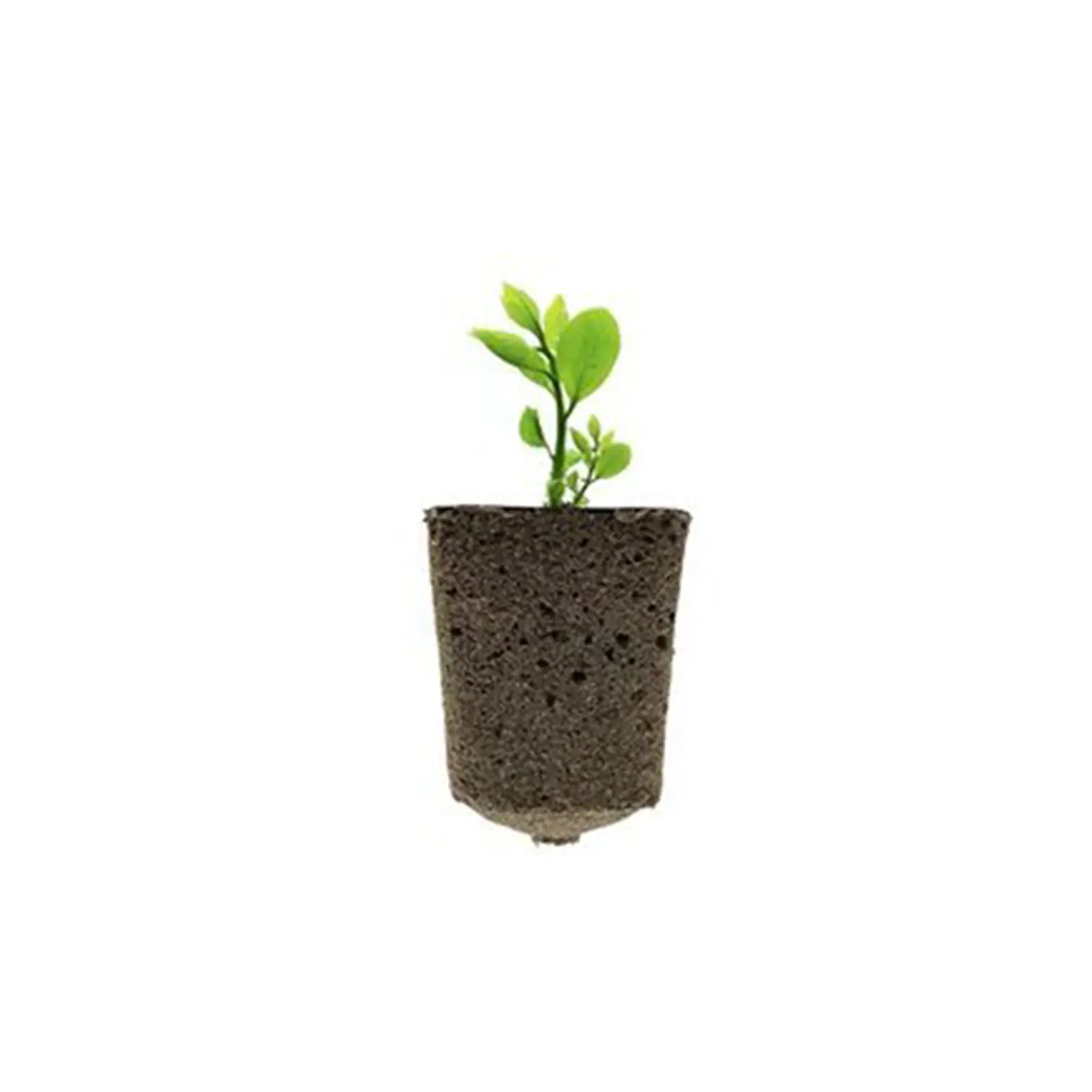 

10/30pcs Hydroponic Plant Grow Sponges Coal Putty Sponge Garden Vegetable Soilless Cultivation Growing Media Garden Supplies