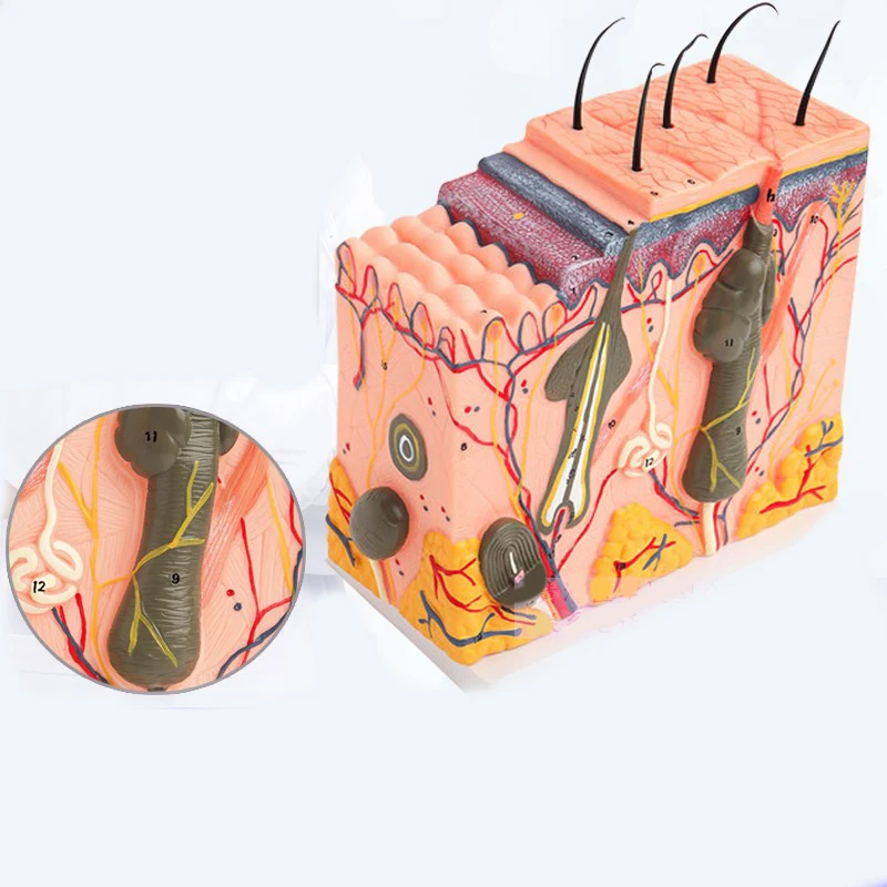 Human Skin and Hair Structure Enlarge Model Skin Layer Structure Model Skin Structure Anatomy Cosmetic Training AIDS