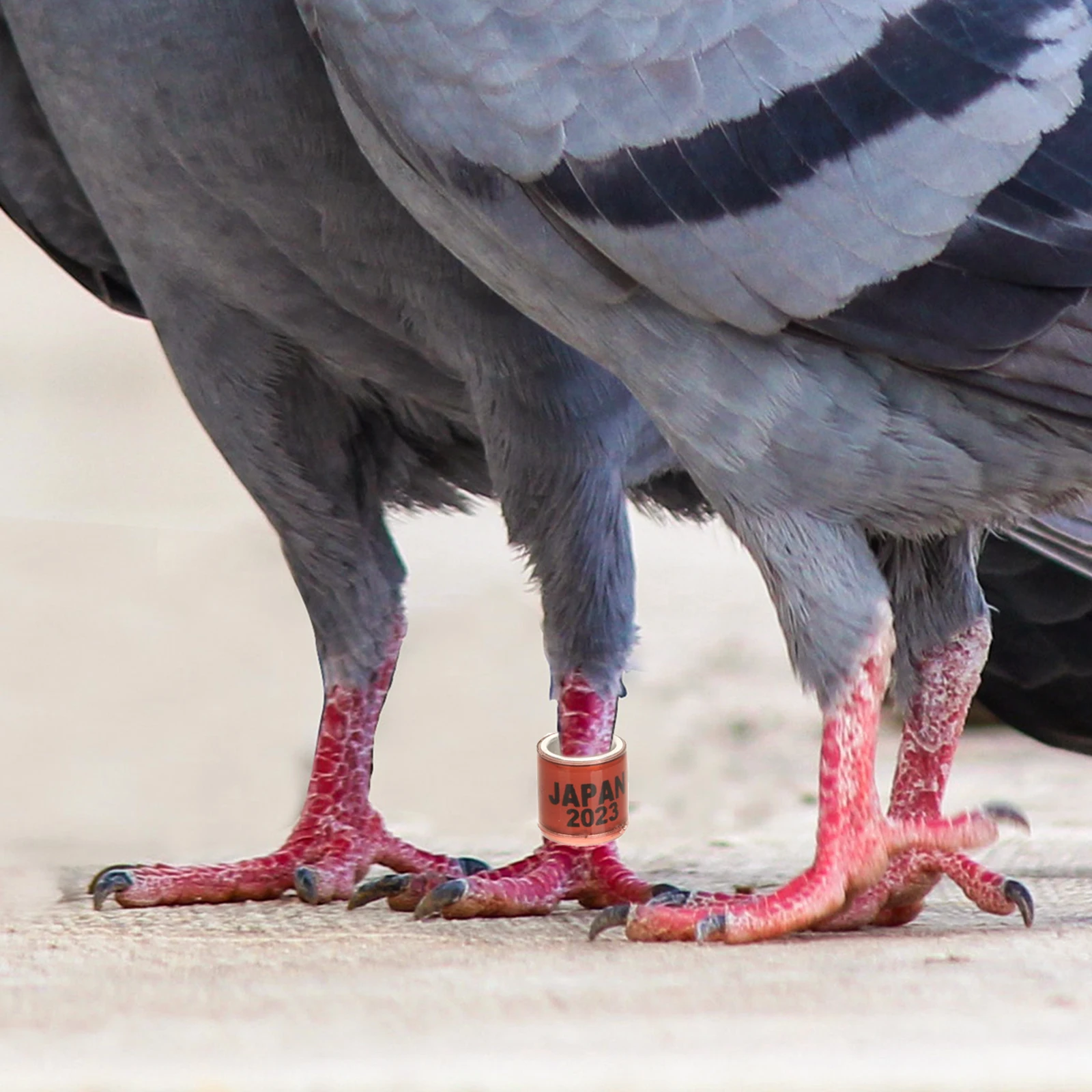

100 Pcs Racing Pigeon Anklet Rings Aluminum Plastic Bird Bands Suitable Pigeons Parrot Poultry Supplies Distinguish Marker