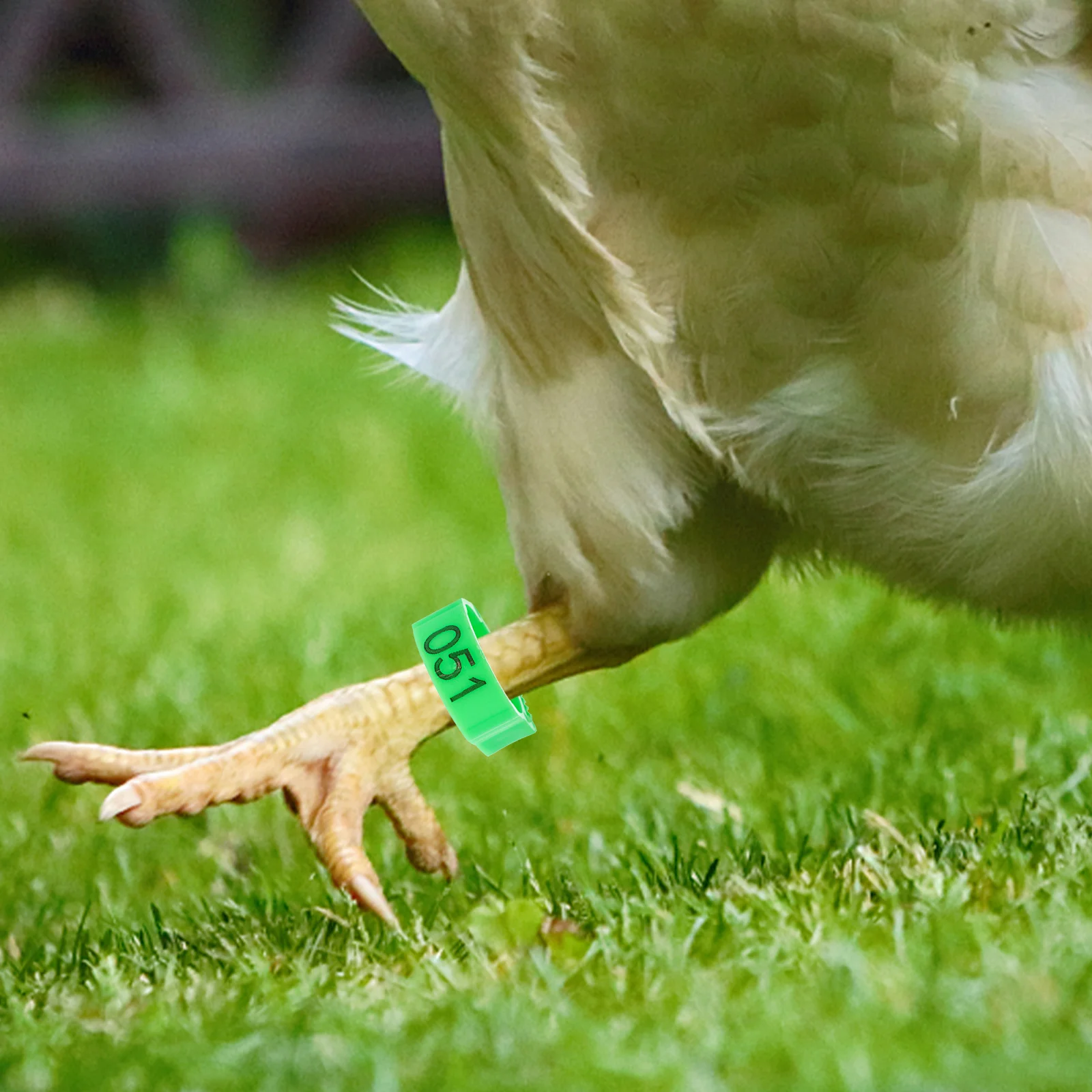 

200Pcs Chicken Leg Bands Durable Plastic Poultry Marking Rings Farm Identification Tags Chicken Leg Rings Pigeons Ring Bands