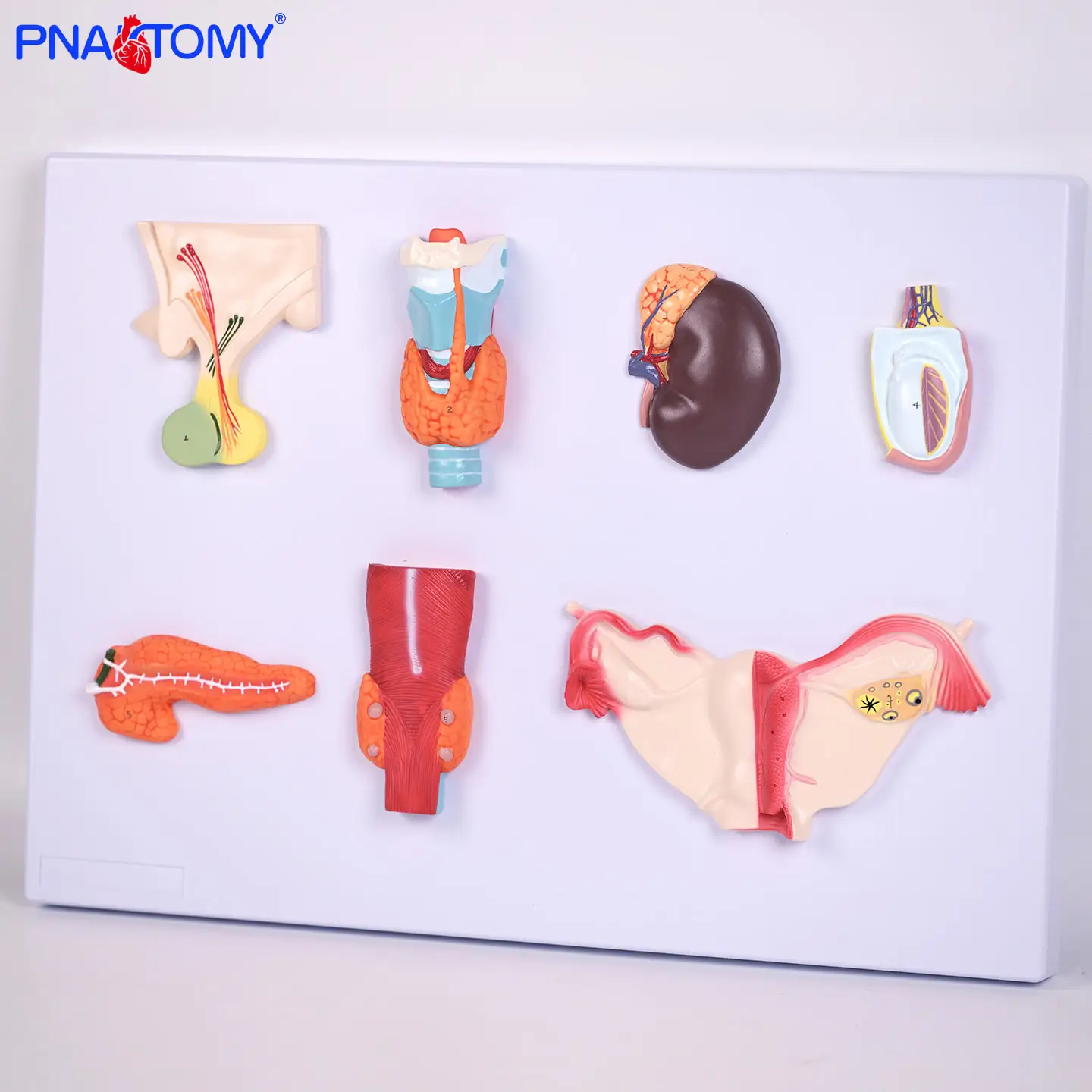 

Human Endocrine Organ model Anatomical Model of Human Endocrine System