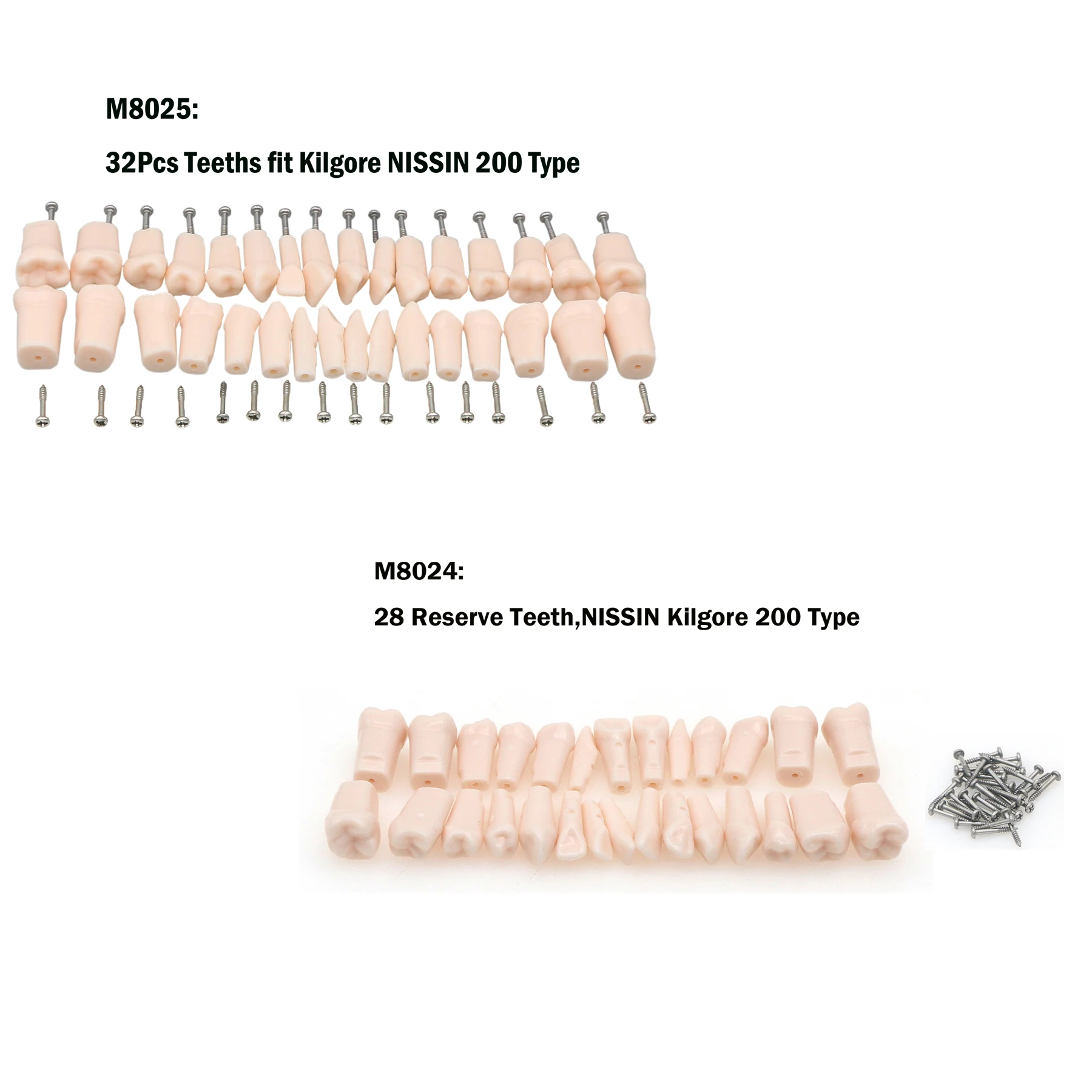 Dental Typodont Fit Kilgore NISSIN 200/500 Type Replacement Screw-in Teeth Mode