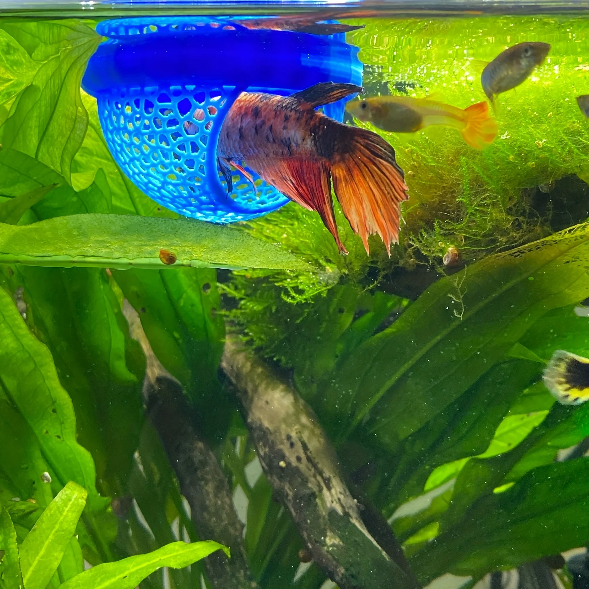 Arch Shaped Floating Aquarium - All Fish In Aquarium recension och pris