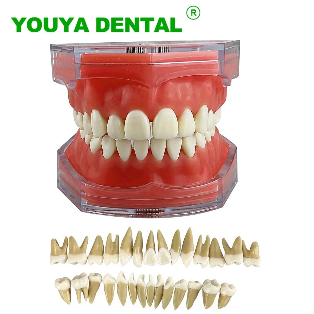 Dental Study Teaching Model Standard 28pcs Removable Teeth Soft Gum Adult Typodont Model Dentist Practice Demonstration Tools