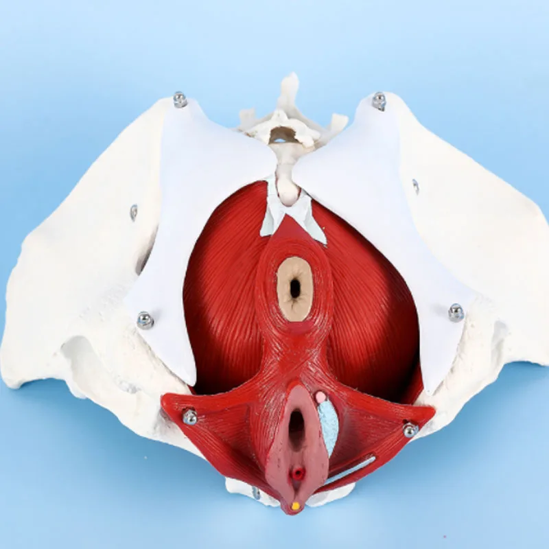 DARHMMY 1:1 Life-sized Female Reproductive System Pelvic Floor Muscle Model Human Anatomy Bone Model