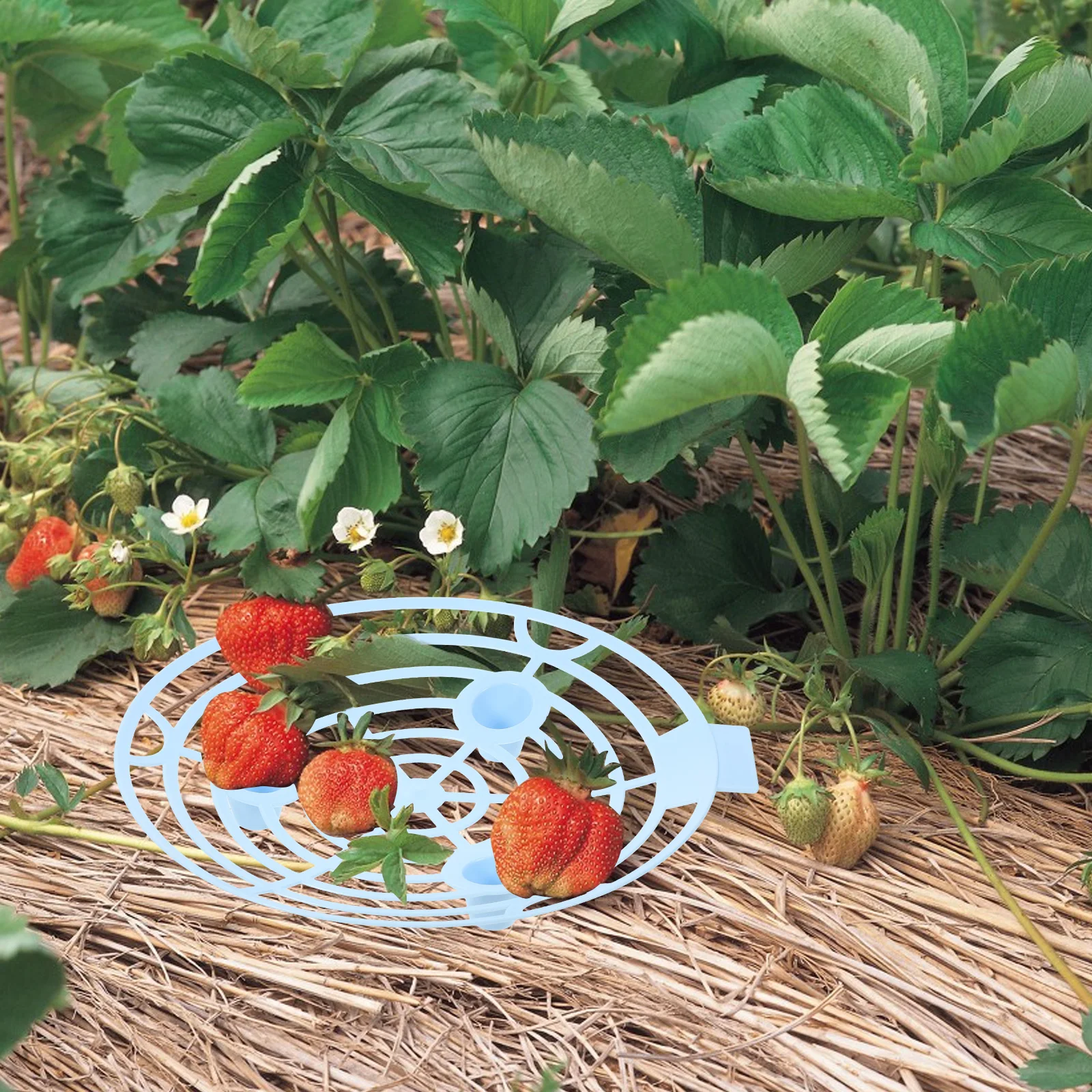 

10 Pcs Plastic Tray Blue Gardening Support Fruit Stand Cradle Plant Climbing Wall Clip Melon Hammocks Strawberry Holder Storage