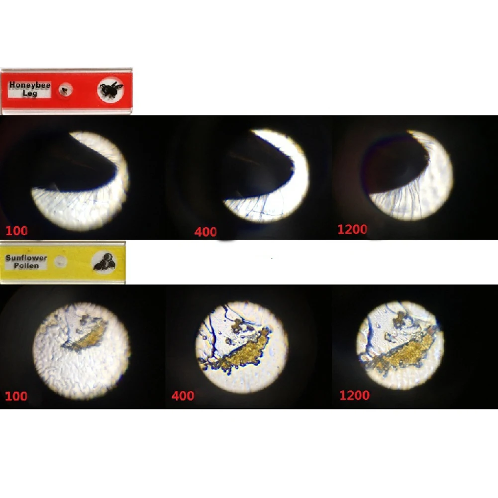 Espécimes biológicos microscópicos preparados, animais, insetos, espécime para crianças, educação científica