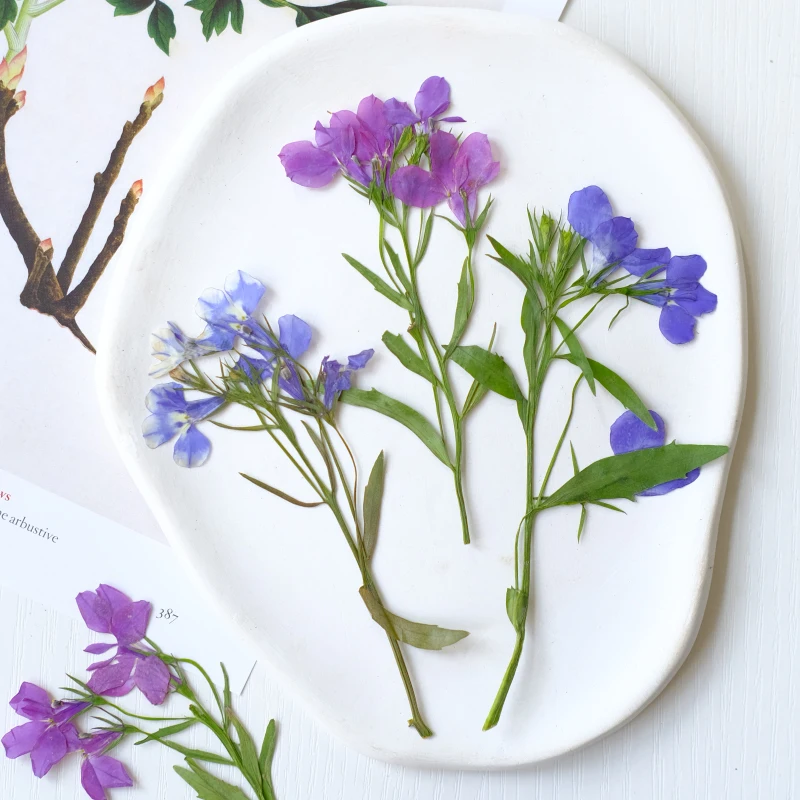 6 قطع/8-13 سم، زهور اللوبيليا إيرينوس الطبيعية المجففة والمضغوطة مع سيقان، بتلات يدوية الصنع للمكياج، فن الأظافر، مجوهرات الراتنج، فواصل الكتب