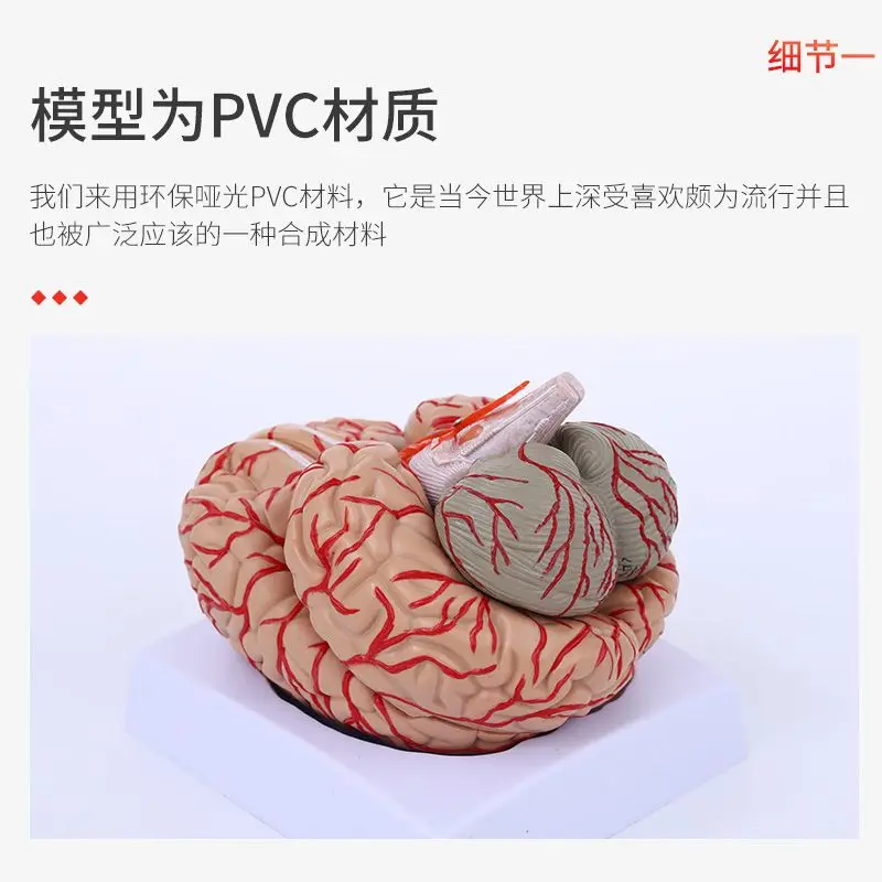 Color division model of brain functional areas, brain anatomy model, human cerebral artery construction, and brain nerves