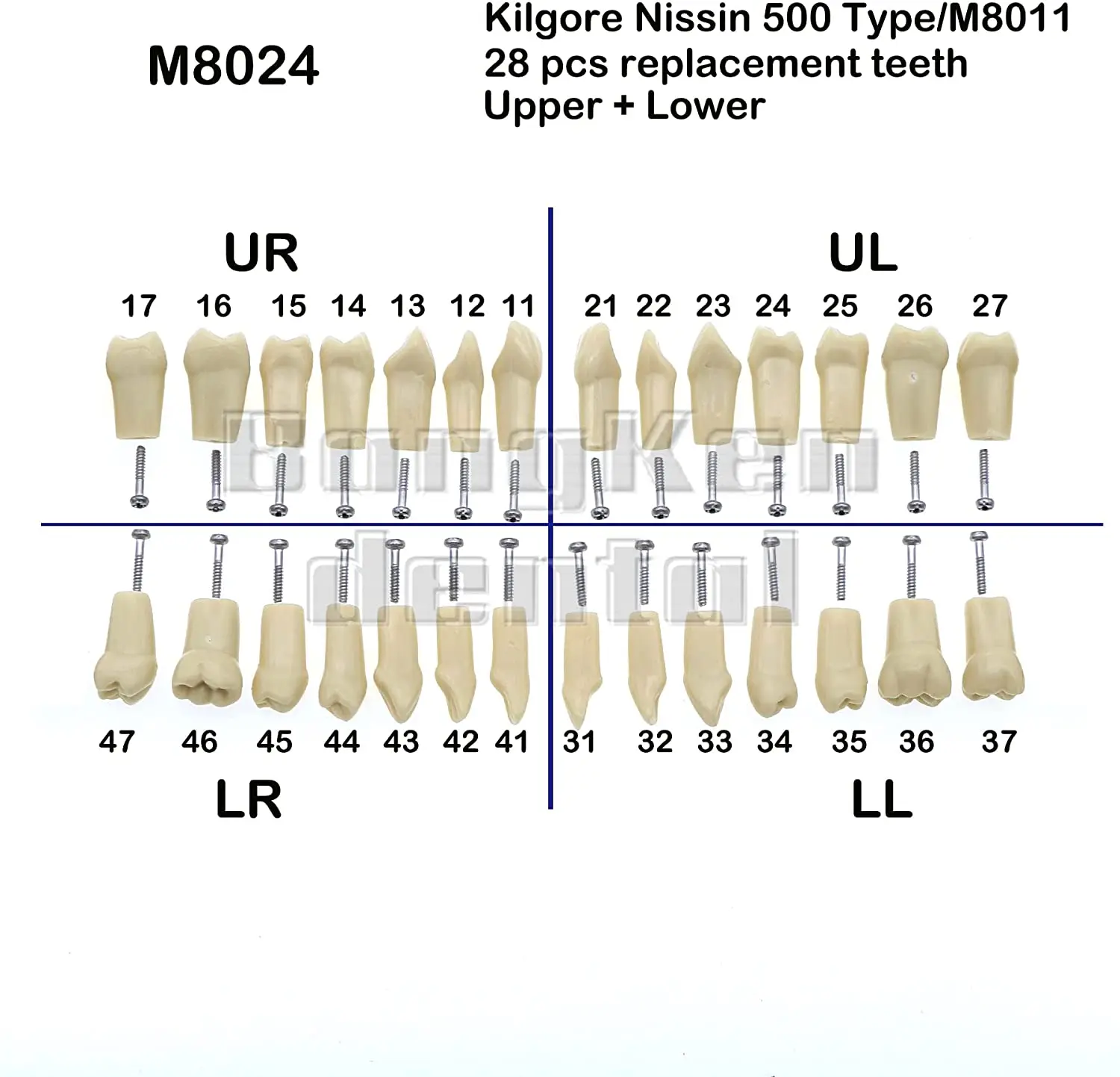 Dental Typodont Model 28 wyjmowane wkręcane zęby kompatybilne z Kilgore Nissin 200 typu jeden śrubokręt do nauki