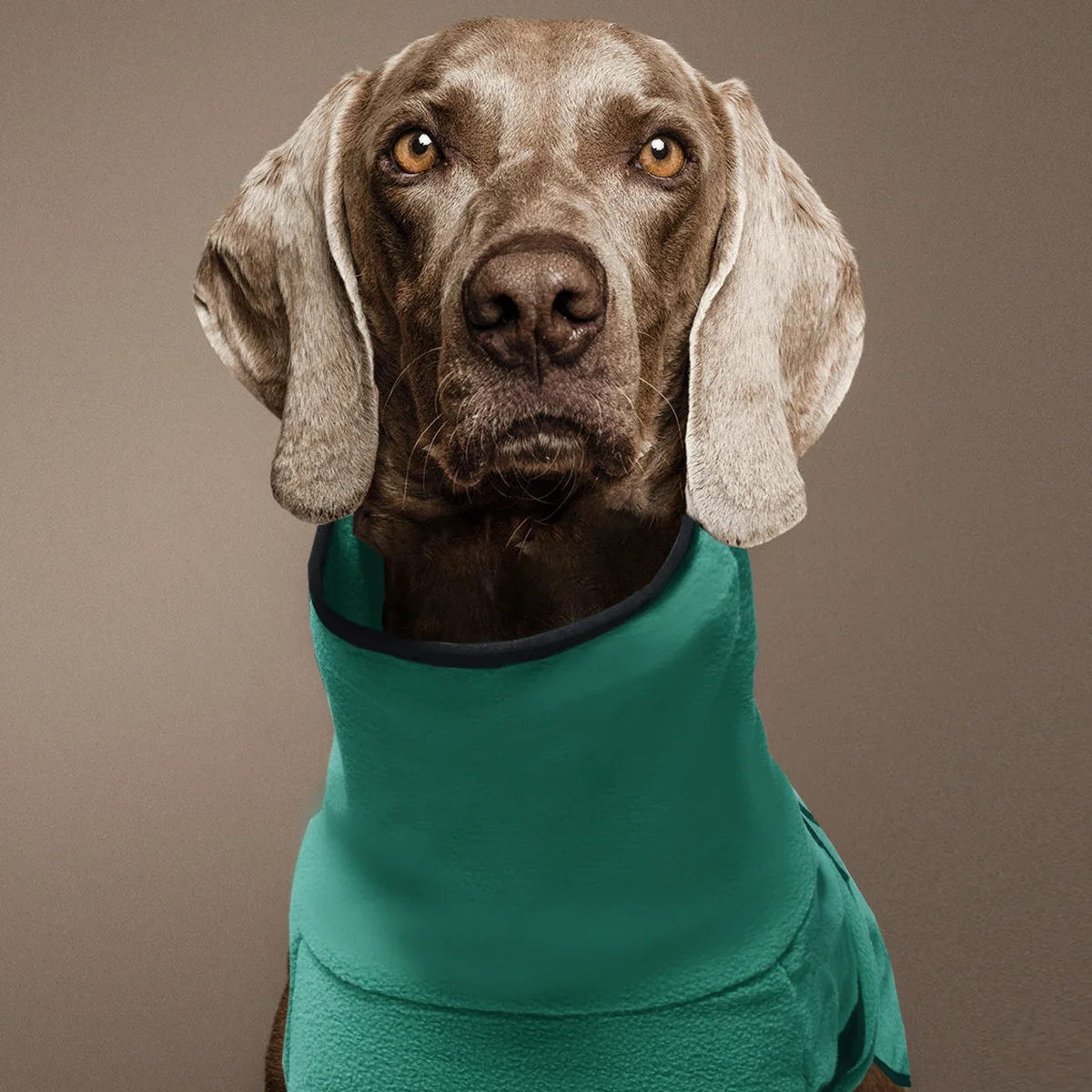 Thumbnail 2 - #9 Trending Dog Coats Right Now